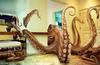 House Guest - Octopus