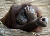 Shy orangutan