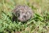 Polish hedgehog