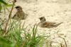 Sand-bathing Tree Sparrows