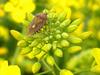 Dolycoris baccarum (Sloe Bug)