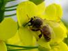 Apis mellifera (Western Honeybee)