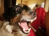 Jack Russell Terrier Shut Up!