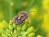 Dolycoris baccarum (Sloe Bug)