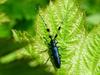 Agapanthia pilicornis (Agapanthia Long-horned Beetle)