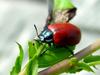 Chrysomela populi (Red Poplar Leaf Beetle)