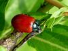 Chrysomela populi (Red Poplar Leaf Beetle)