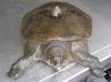 Asian Softshell Turtle