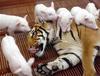 Tiger and Piglets
