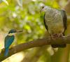 A sacred kingfisher  confronts a bronzewing pigeon. The pigeon left