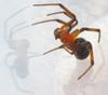 Aussie Spider