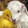 Cuties - lamb and chick