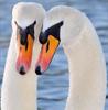 Cuties - mute swan pair