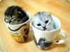 Cuties - kittens in cups