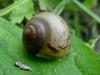 Round Snail resting on leaf