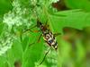 Leptura arcuata (Yellow-banded Longicorn Beetle)