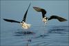 Black-necked Stilts, USA [AFP 2006-07-10]
