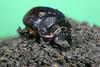 Thai Giant Dung Beetle