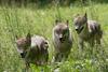Young grey wolves