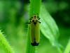 Bothrogonia japonica (Black-tipped leafhopper)