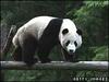 Pandas gain world heritage status [BBC 2006-07-12]
