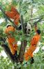 Rescue workers for a wild giant panda in problem