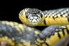Snake with Attitude - Tiger Rat Snake (Spilotes pullatus)300