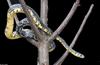 Snake with Attitude - Tiger Rat Snake (Spilotes pullatus)301