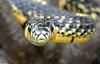 Snake with Attitude - Tiger Rat Snake (Spilotes pullatus)302