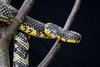 Snake with Attitude - Tiger Rat Snake (Spilotes pullatus)305