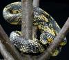 Snake with Attitude - Tiger Rat Snake (Spilotes pullatus)306