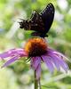 Swallowtail Butterfly, USA [AP 2006-07-17]