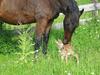 horse and fawn