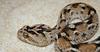 Some Snakes - Sawscale Viper (Echis carinata)001