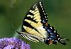 Swallowtail Butterfly, USA [REUTERS 2006-07-19]