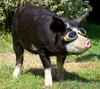 Sunglass Pig