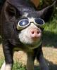 Sunglass Pig