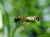 Episyrphus balteatus (Marmelade hoverfly in mating)