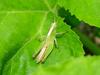 Young grasshopper
