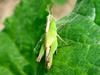 Young grasshopper