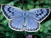 UK butterfly species down to 56 [BBC 2006-07-22]