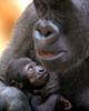 mother-son lookalike (gorillas)