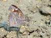 Libythea celtis (Nettle-tree Butterfly)