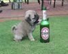Beer Pup