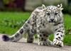 Cute & Young Snow Leopard