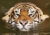 Swimming Sumatran Tiger
