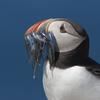 puffin's mouthful of fishes