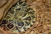 Misc Critters - Eastern Diamondback Rattlesnake (Crotalus adamanteus)