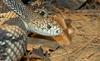 Misc Critters - Northern Pine Snake (Pituophis melanoleucus melanoleucus)