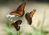 Queen Butterfly, USA [AP 2006-08-02]